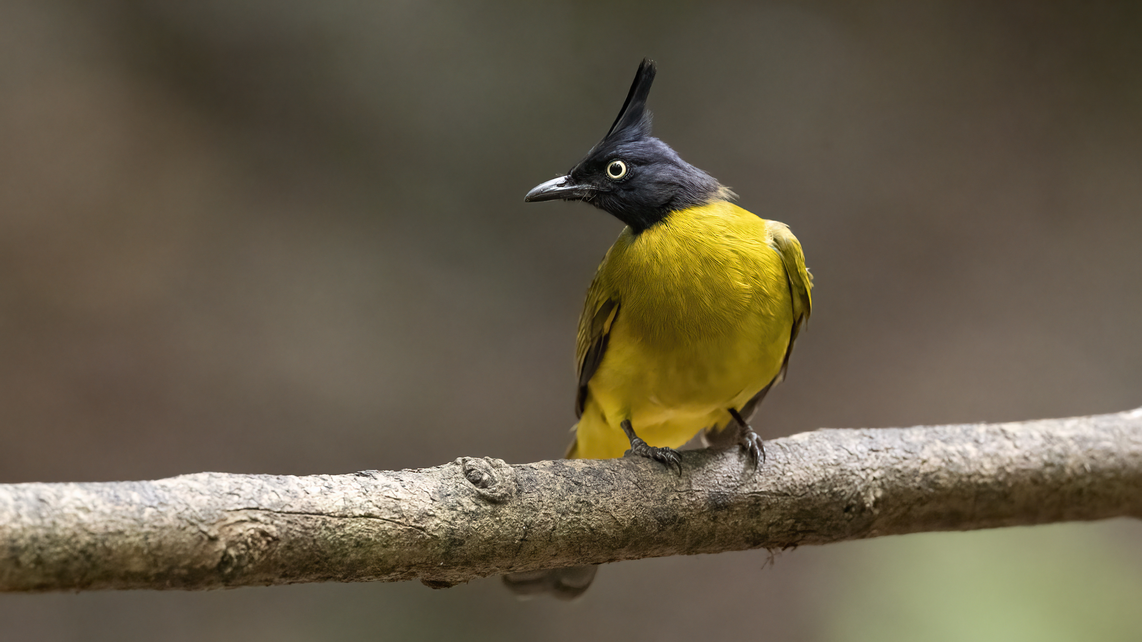 Black-crested Bulbul